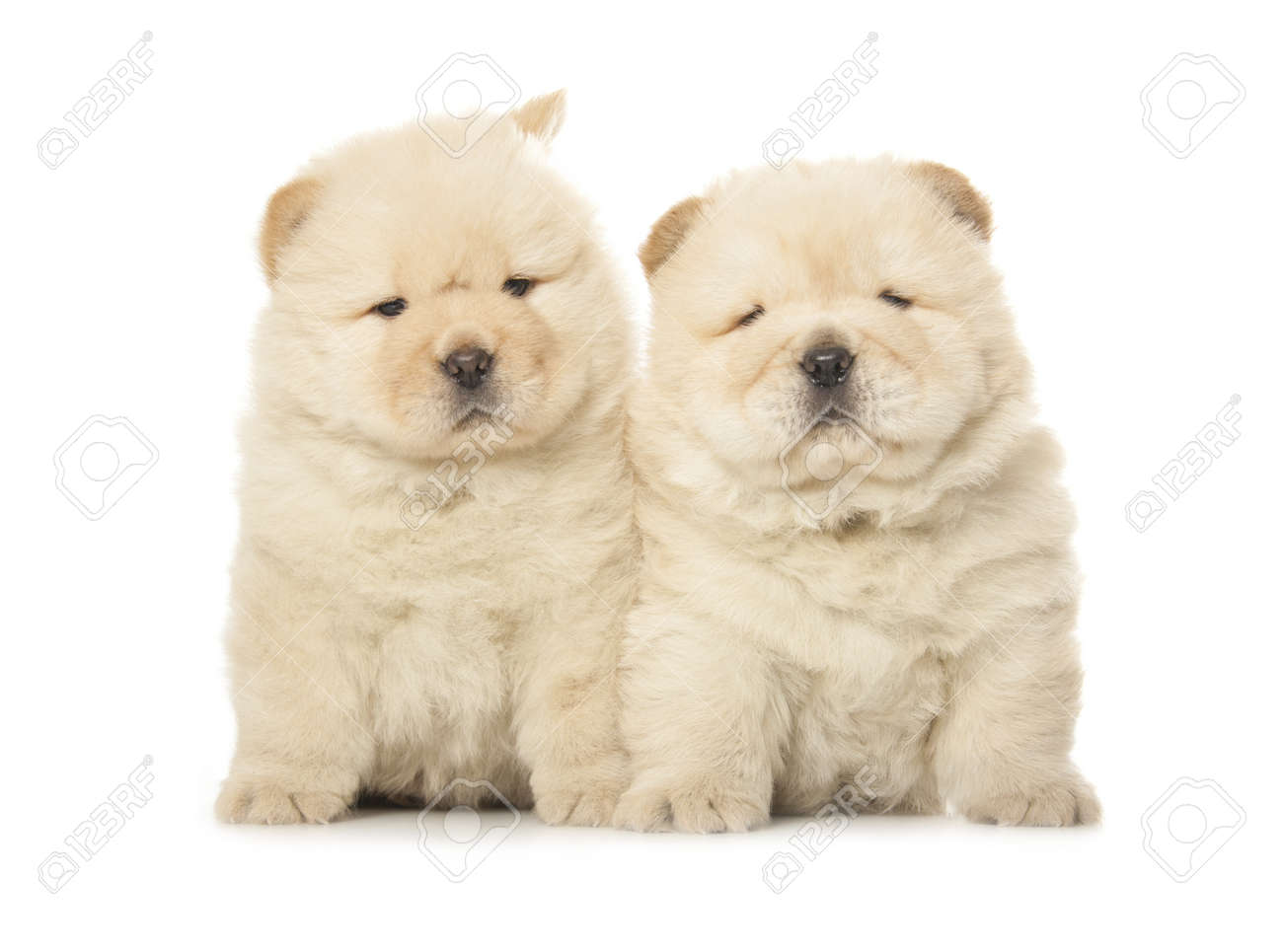 chow chow cute puppy