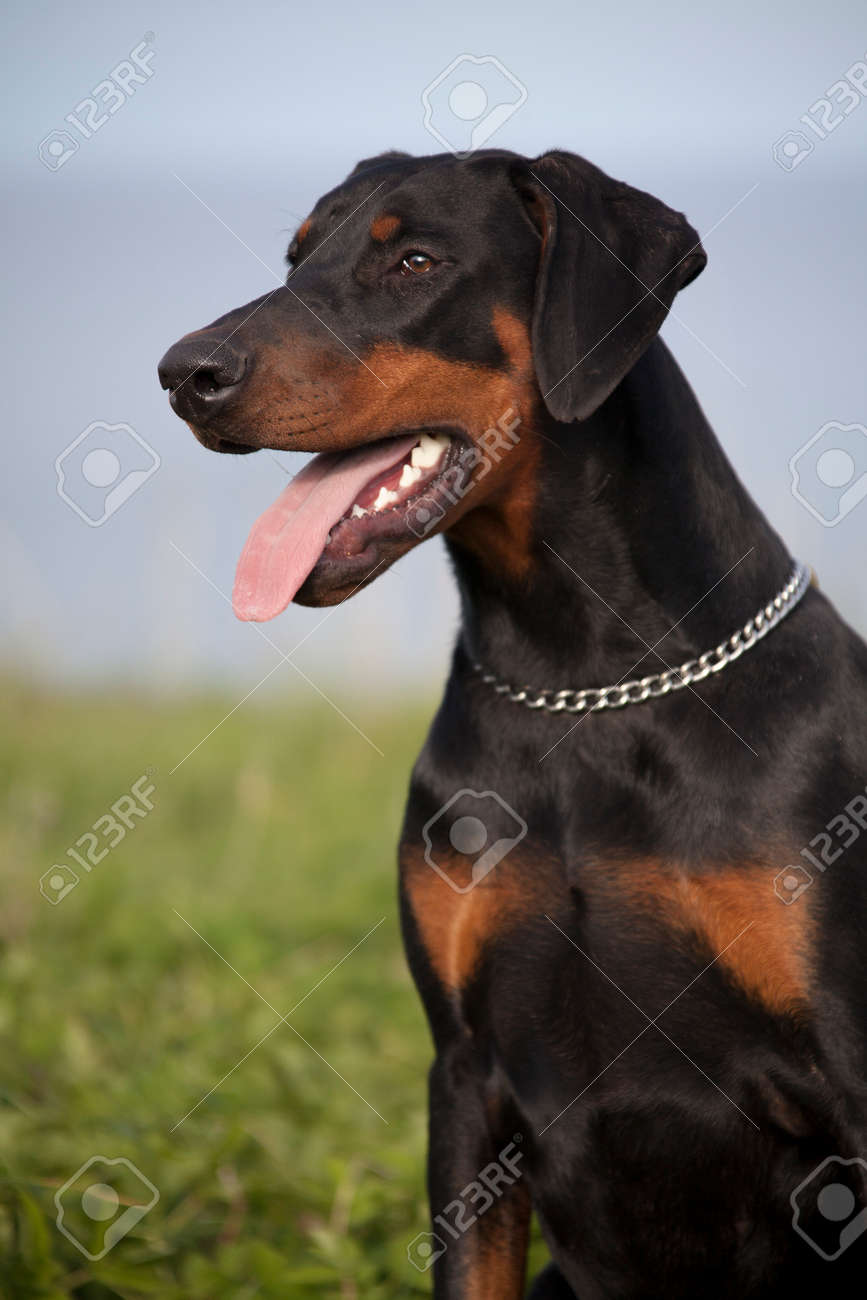 ツリーの背景色のドーベルマン犬の肖像画を黒します の写真素材 画像素材 Image