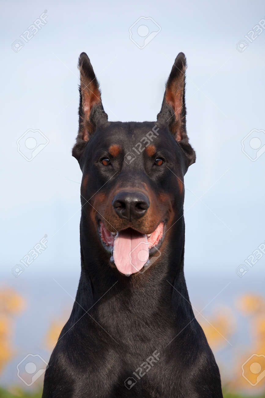 ツリーの背景色のドーベルマン犬の肖像画を黒します の写真素材 画像素材 Image