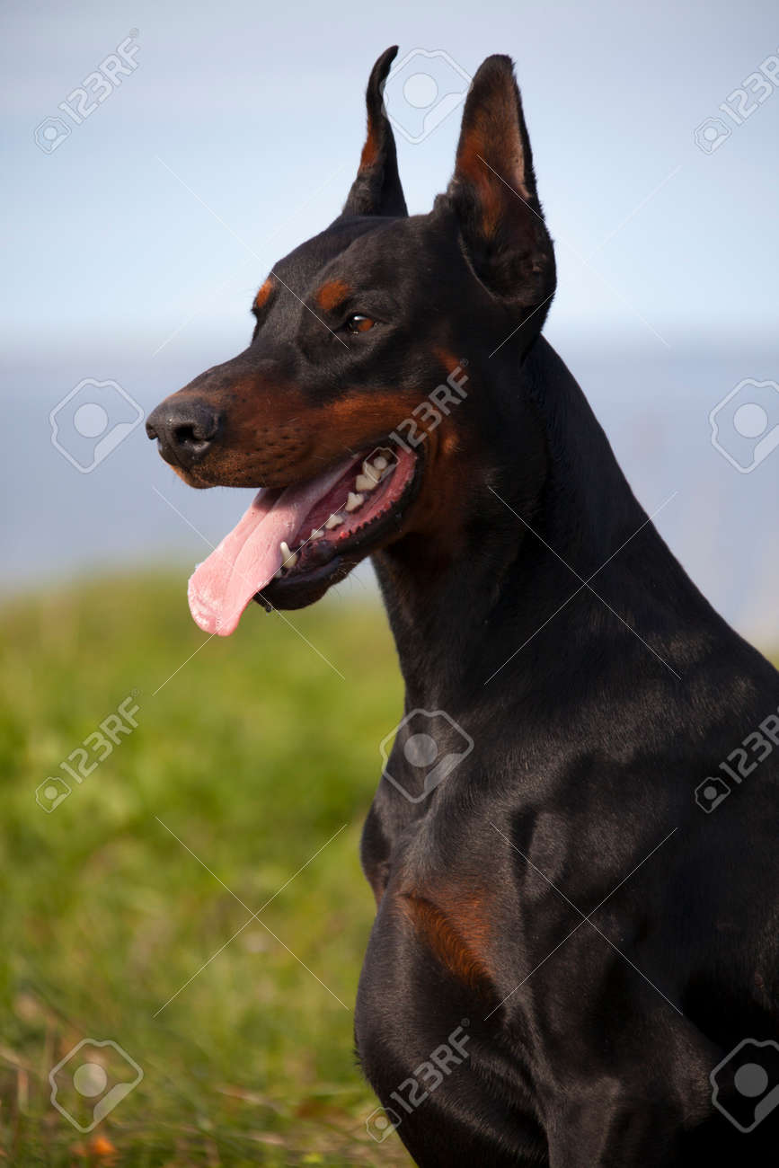 ツリーの背景色のドーベルマン犬の肖像画を黒します の写真素材 画像素材 Image