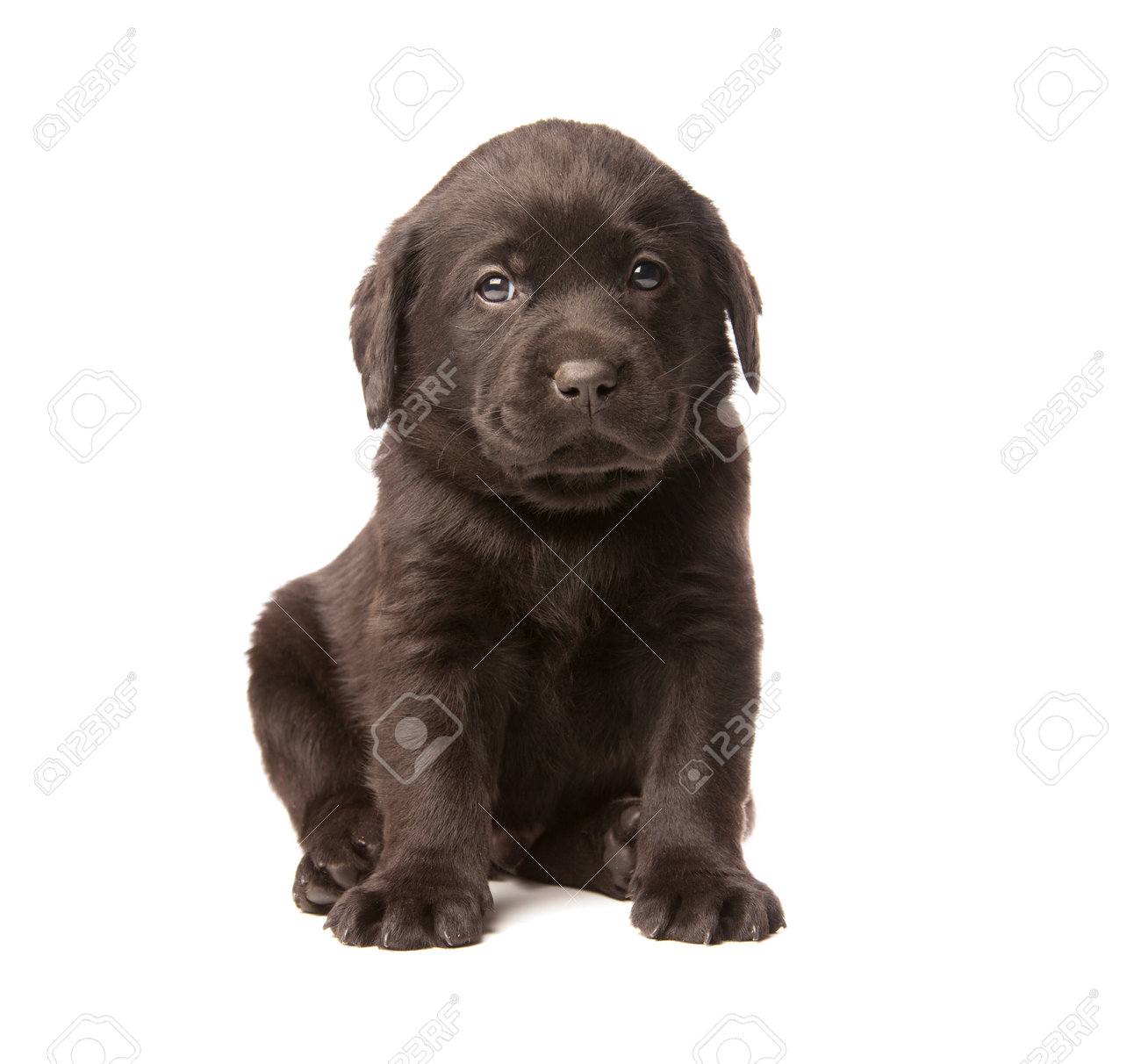 白背景に黒ラブラドール リトリーバーの子犬が分離 の写真素材 画像素材 Image 白背景に黒ラブラドール リトリーバーの子犬が分離 の写真素材 画像素材 Image