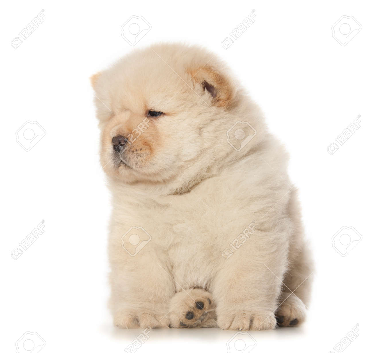 fuzzy chow chow