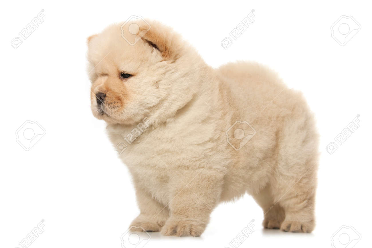 chow chow fluffy