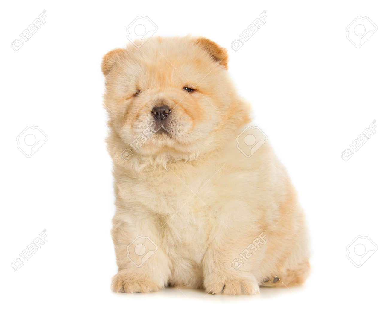 fuzzy chow chow