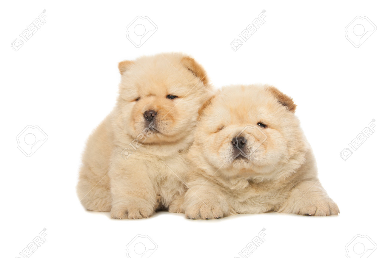 free chow chow puppies
