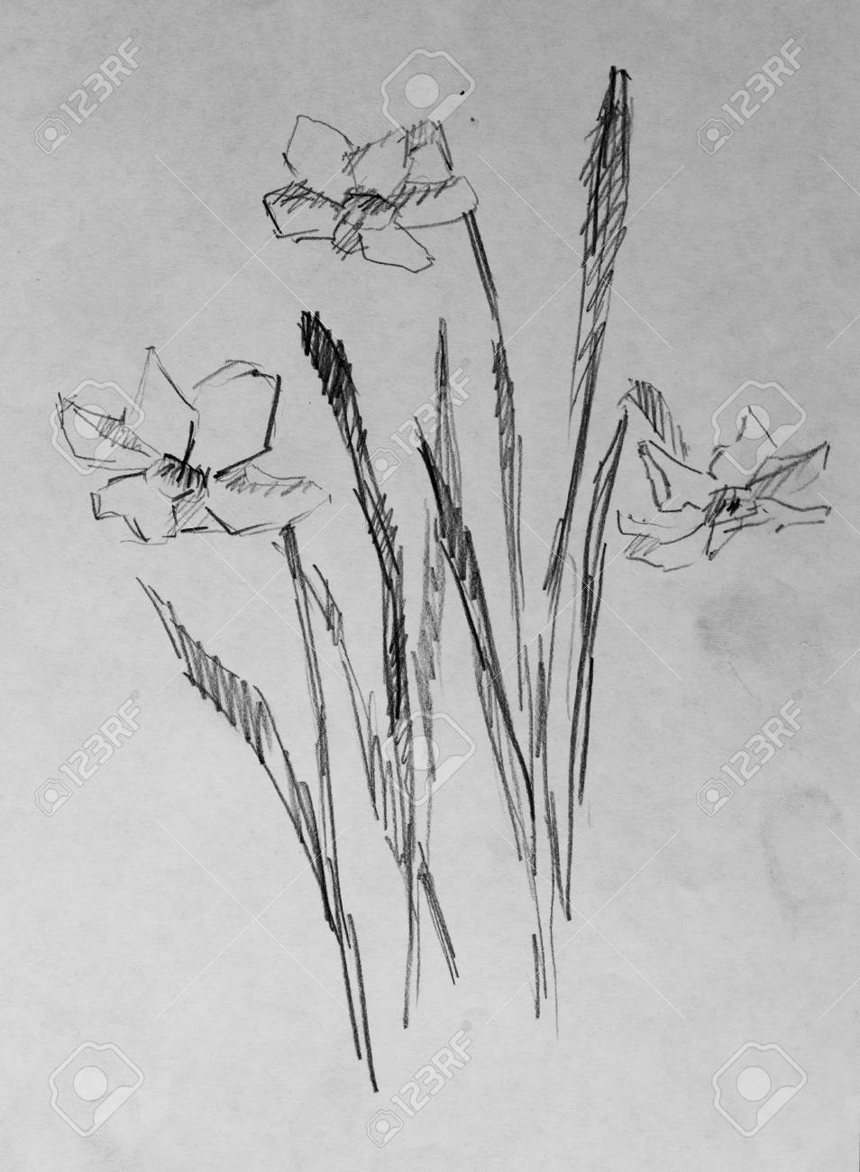Flowers Pencil Sketch
