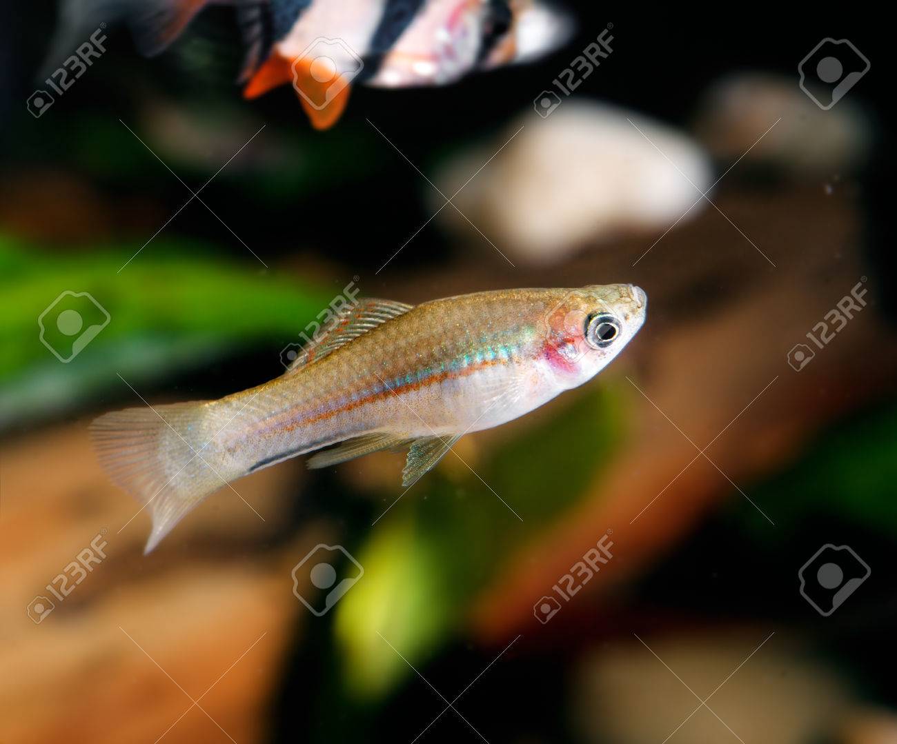 etiam-dictum-ipsum-a-felis