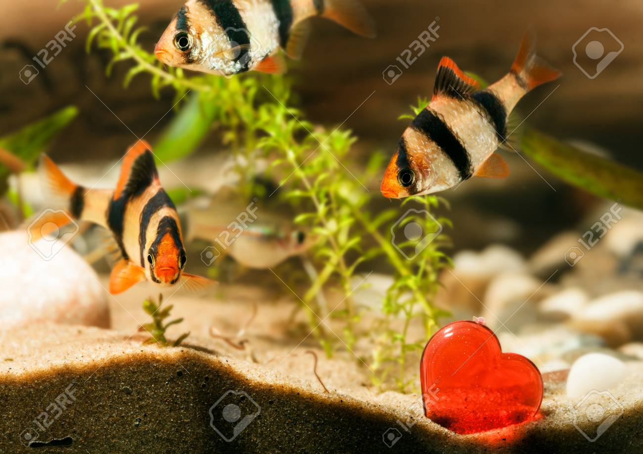 水族館の魚 心を持つバーバススマトラ の写真素材 画像素材 Image