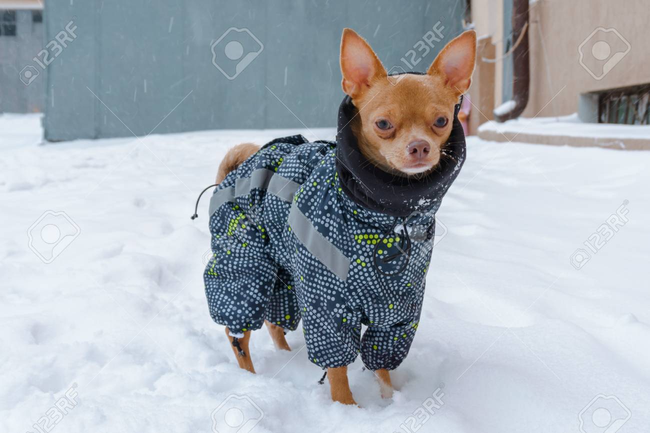 Chihuahua warm clothes Outlet