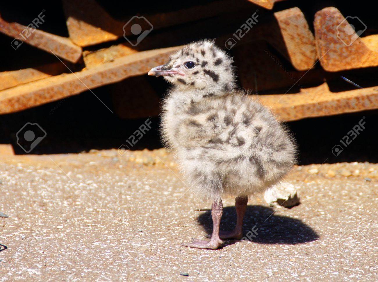 Frango galinha fofa posando, Vetor Premium