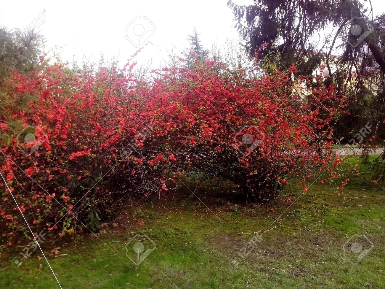 公園の低木の赤い花の咲く の写真素材 画像素材 Image