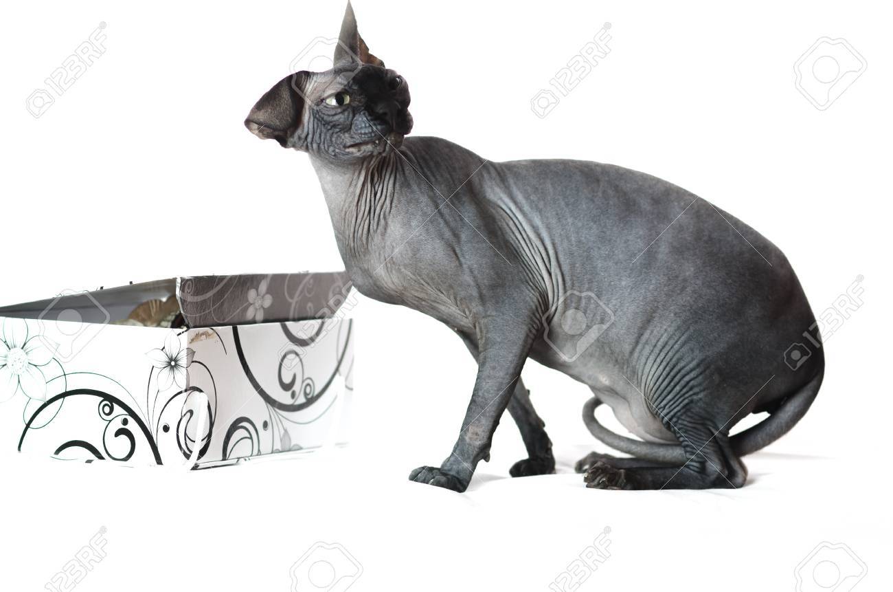 Chat Noir Le Sphinx Regardant Avec Colère Sur Le Côté Sur Un Fond Blanc à Côté De La Boîte