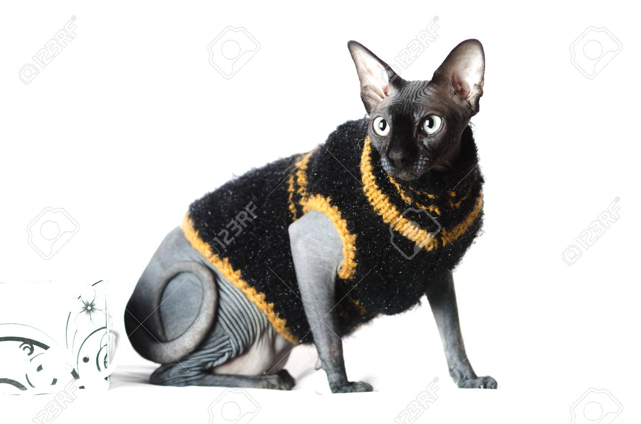 sphynx cat clothes