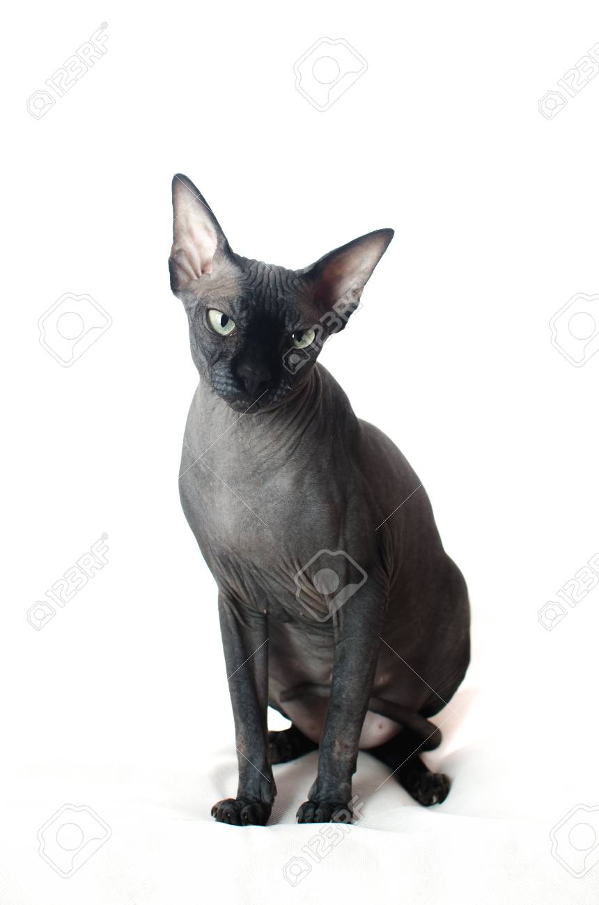 Black Sphinx Cat Is Sitting On A White Isolated Background Stock Photo Picture And Royalty Free Image Image 73254330