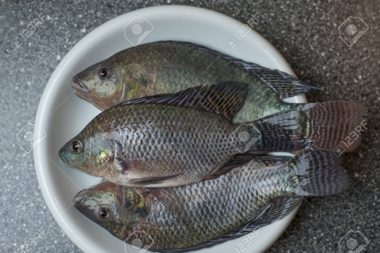 que es tilapia pescado
