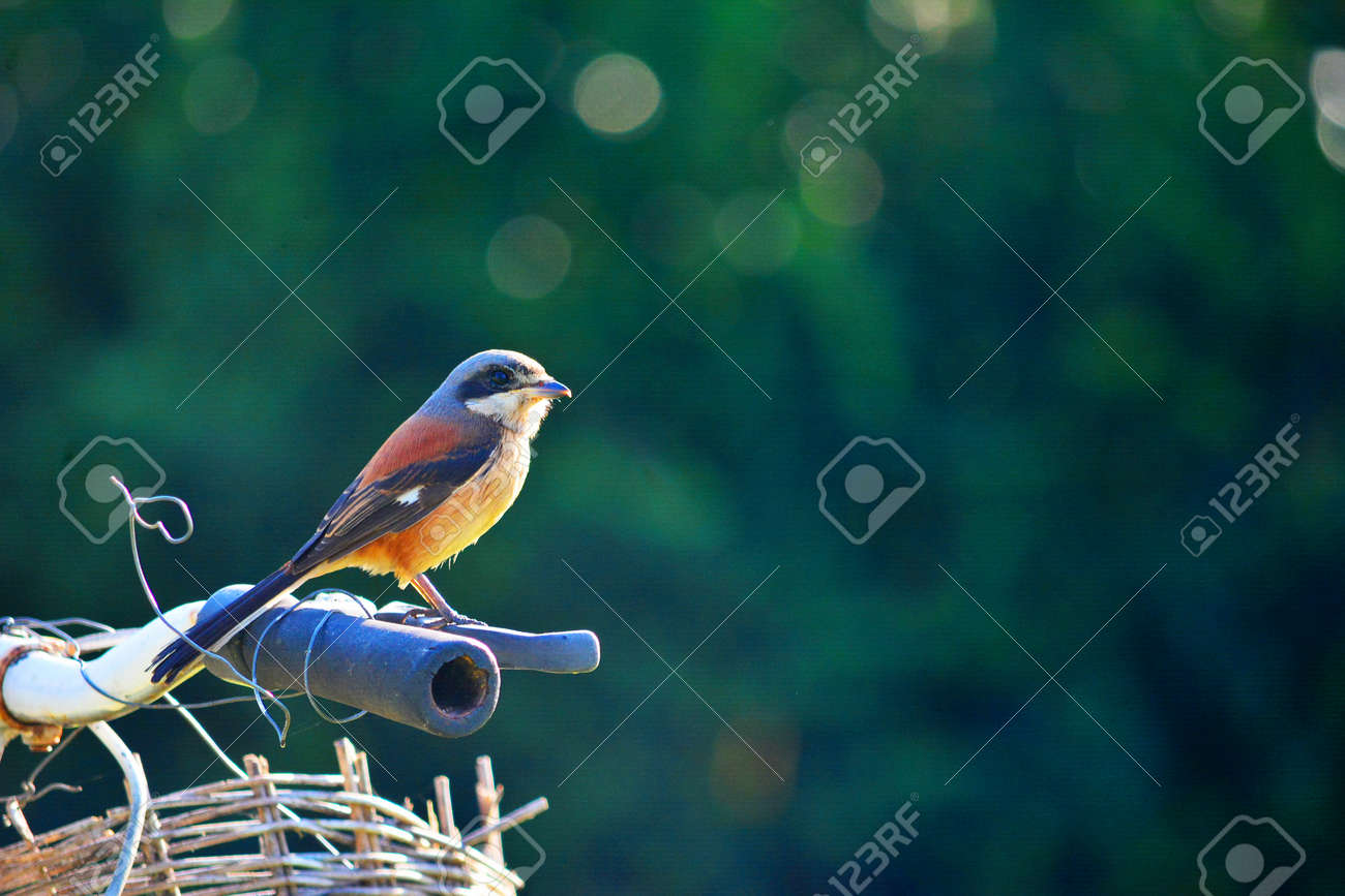 etiam-dictum-ipsum-a-felis