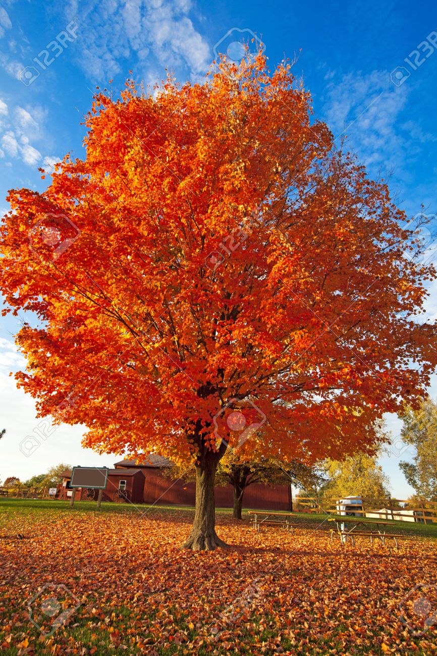 Fall Tree Stock Photo Picture And Royalty Free Image Image 10894713