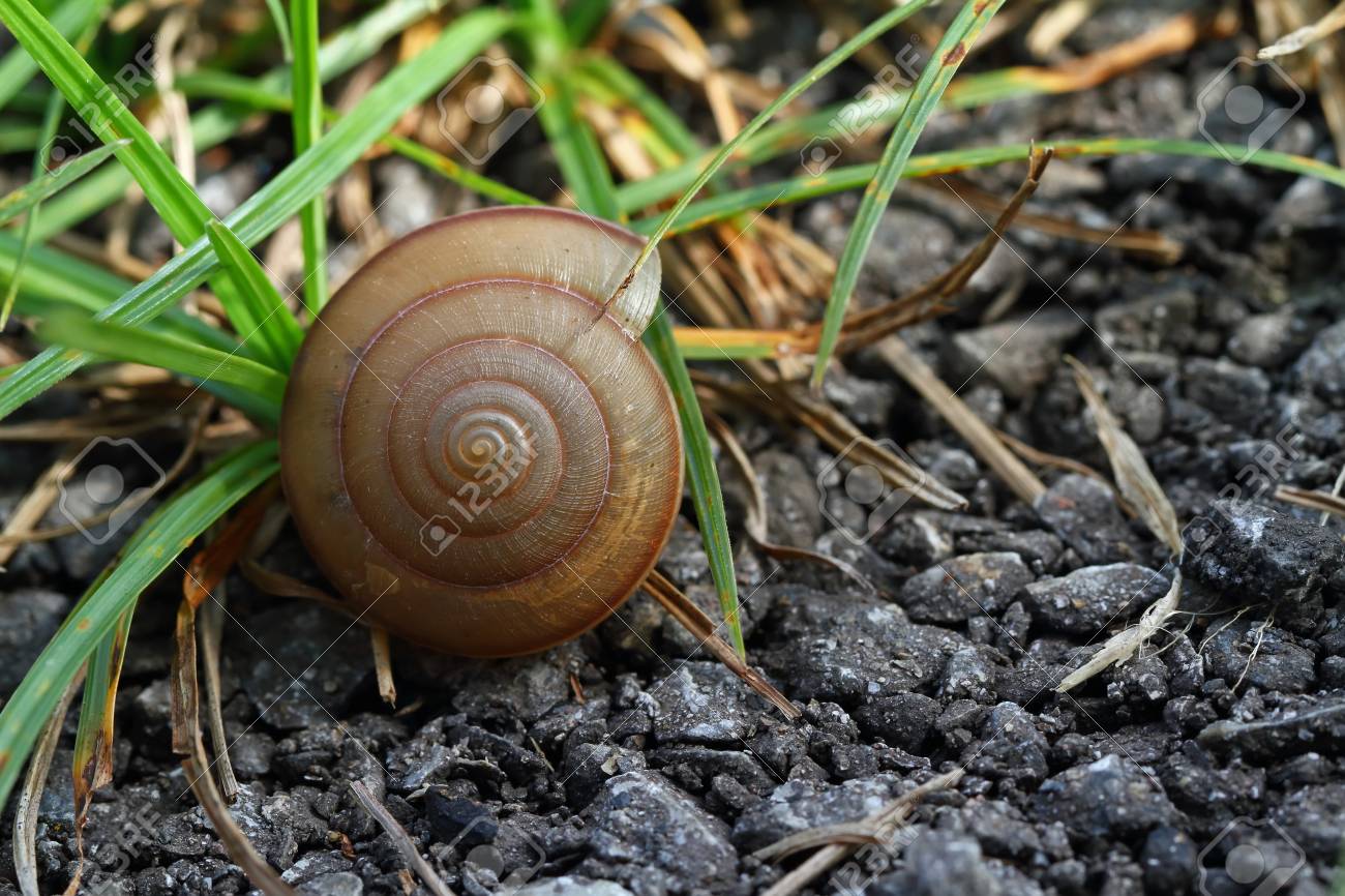 Schnecke Shell Auf Gras Blatt Schone Natur Makro Nutzlich Als