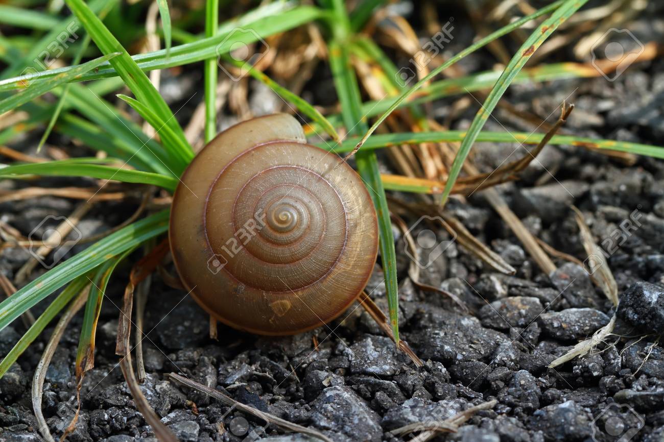 Schnecke Shell Auf Gras Blatt Schone Natur Makro Nutzlich Als