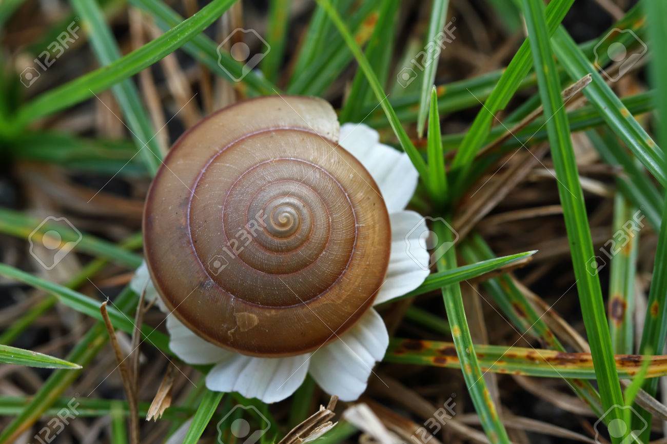 Schnecke Shell Auf Gras Blatt Schone Natur Makro Nutzlich Als