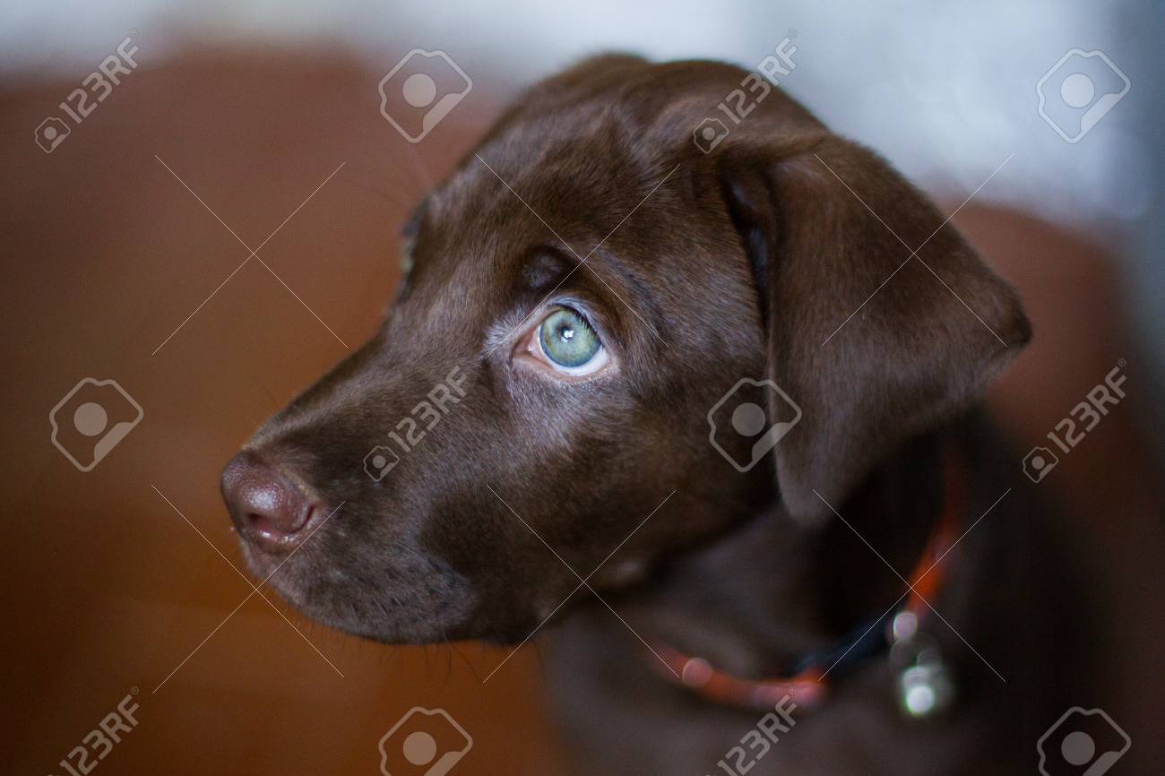 chocolate lab eyes