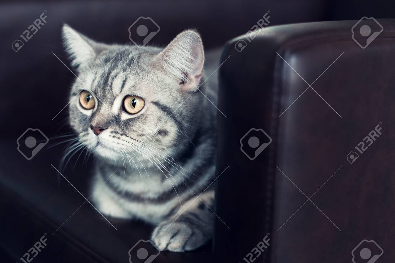 Beautiful British Shorthair Grey Cat On Sofa Bed The Brown Stock