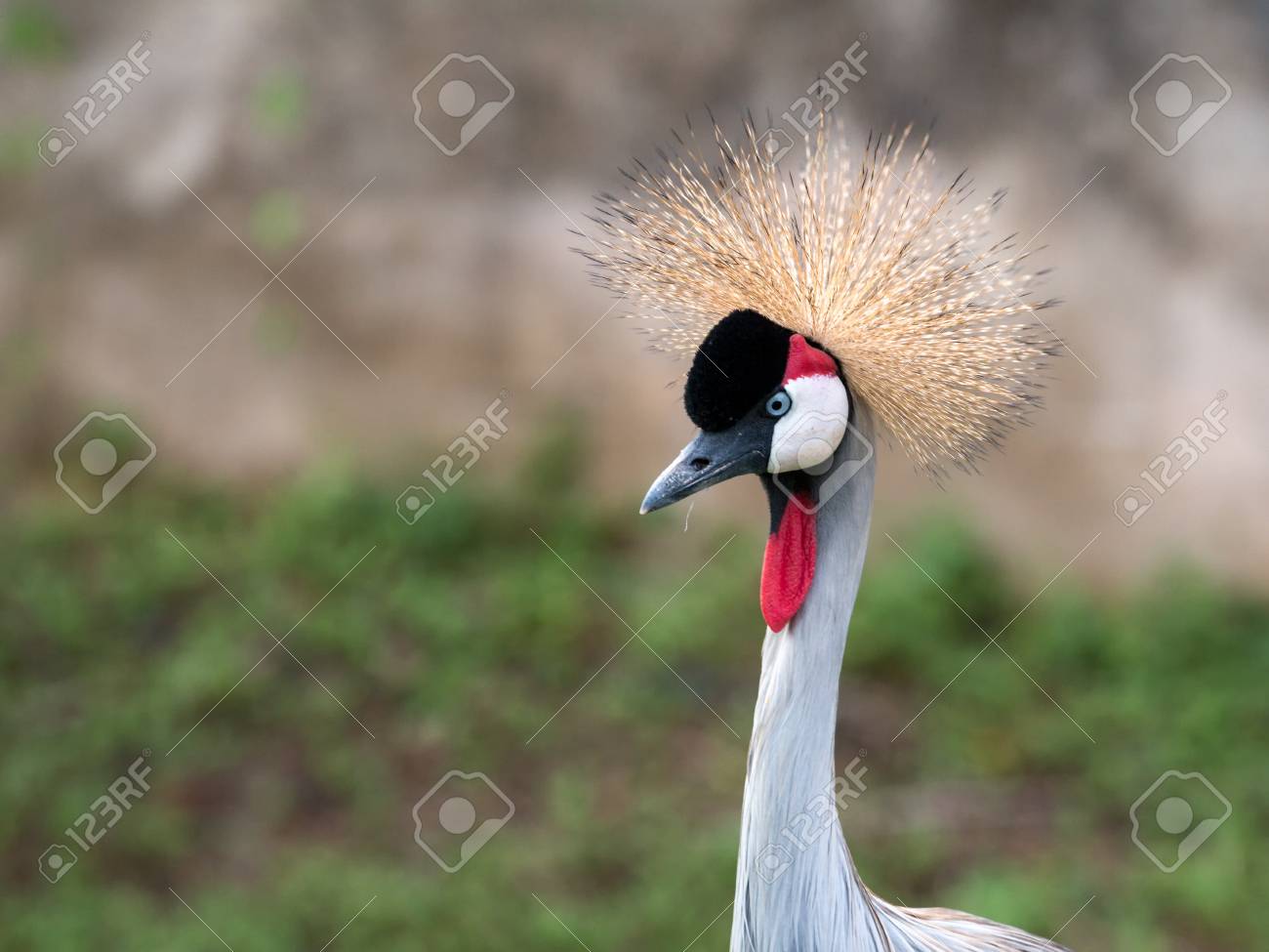 Beaux Oiseaux à La Fourrure Sur La Tête Grue Couronne Grise Avec Oeil Bleu Et Acacia Rouge