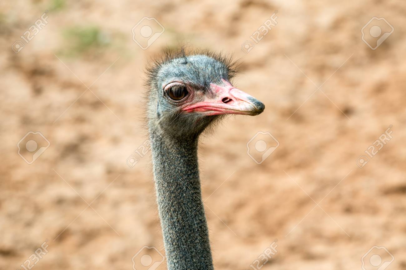 大きな目と茶色の背景を持つダチョウ鳥顔のクローズ アップ の写真素材 画像素材 Image 大きな目と茶色の背景を持つダチョウ鳥顔のクローズ アップ の写真素材 画像素材 Image