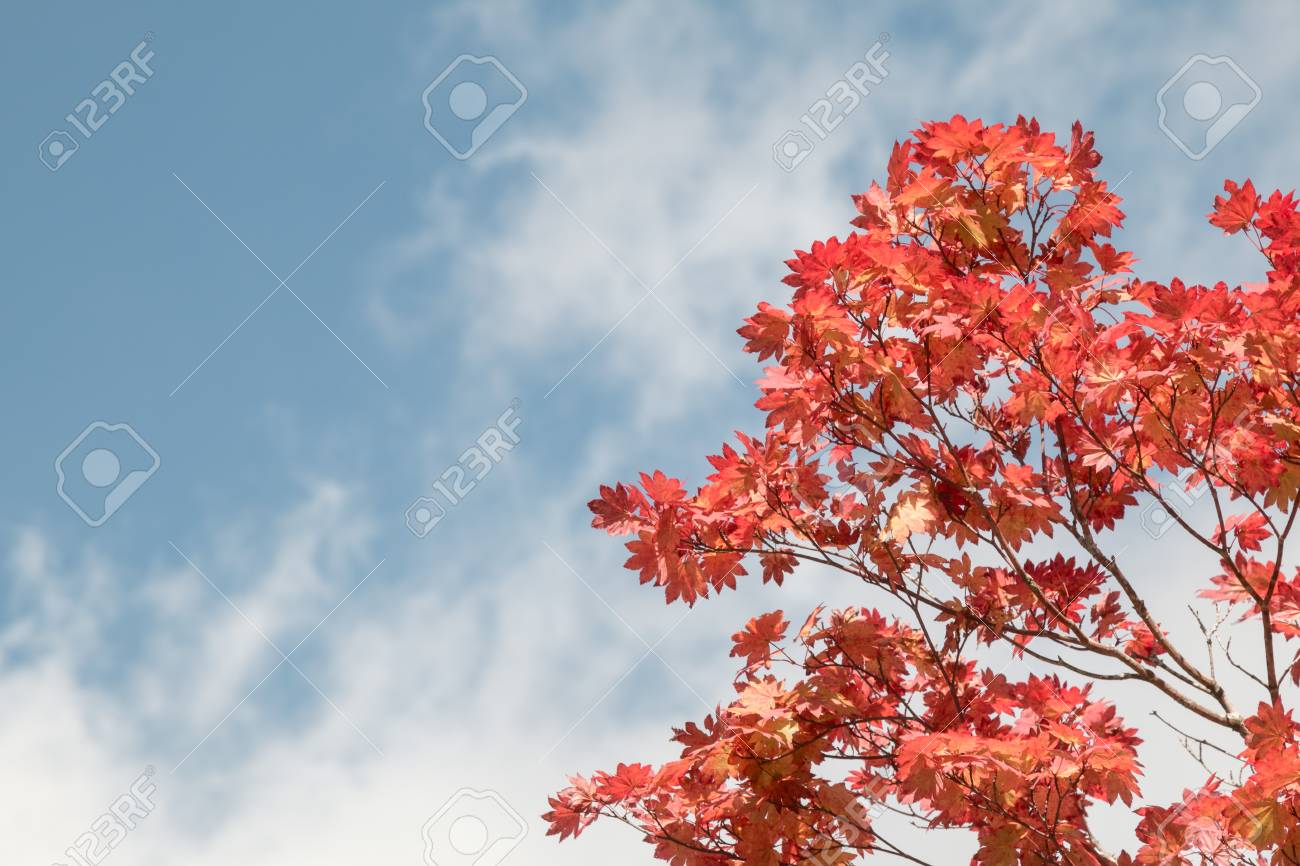 パステル カラーで日本の秋の紅葉シーズン 素敵な青空のブランチに赤いカエデの葉 の写真素材 画像素材 Image