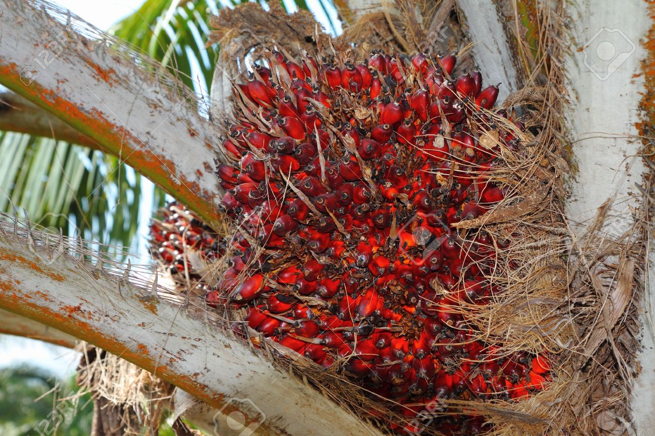 пальмовое масло страны производители. плоды масличной пальмы страны экспортеры. пальмовые ягоды. пальмовое масло. пальмоядровое масло.
