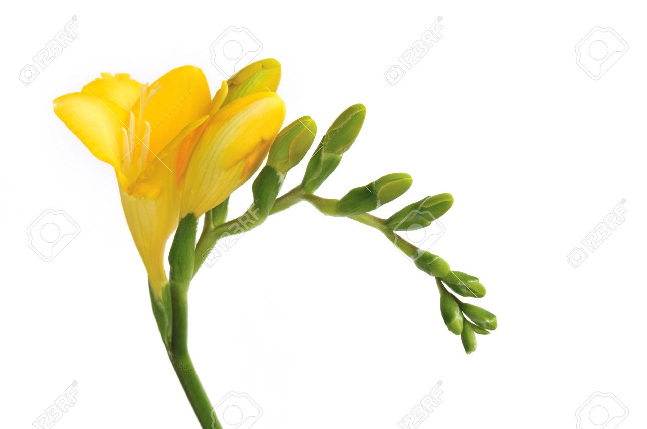 白い背景上に分離されて黄色のフリージアの花 の写真素材 画像素材 Image