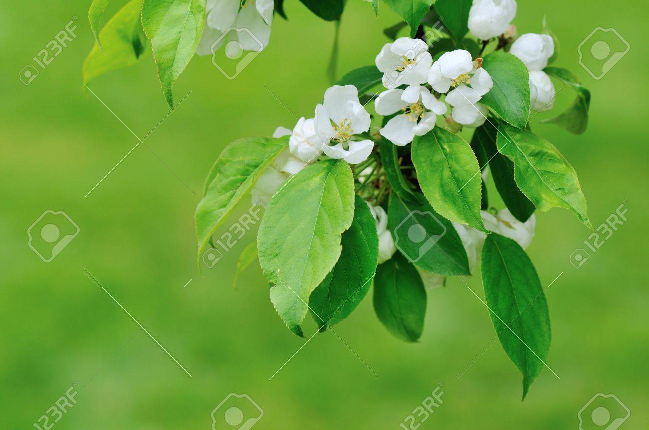 春の庭のクラブアップル雪雲の白い花 の写真素材 画像素材 Image