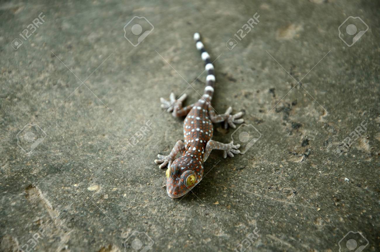 自然暗いバック グラウンドにヤモリの子供 タイ の写真素材 画像素材 Image