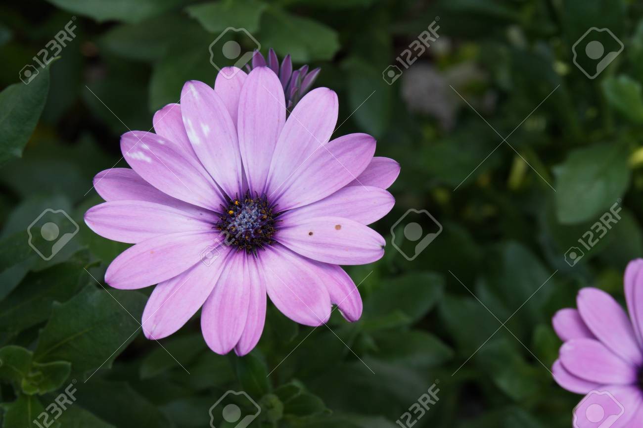 花紫ピンクのガーベラの夏の庭 の写真素材 画像素材 Image