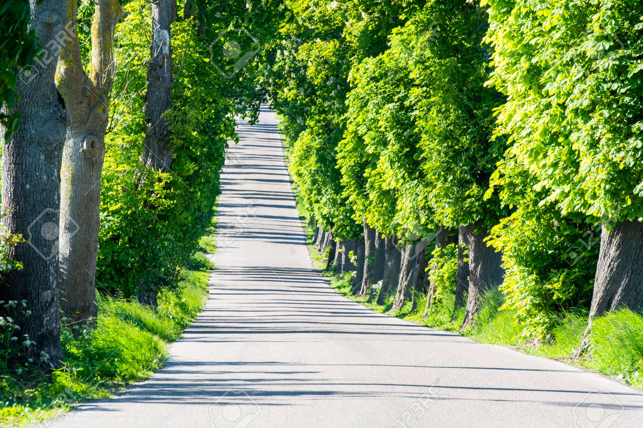 An alley of old trees somewhere in the countryside - 163917204 An alley of old trees somewhere in the countryside - 163917204