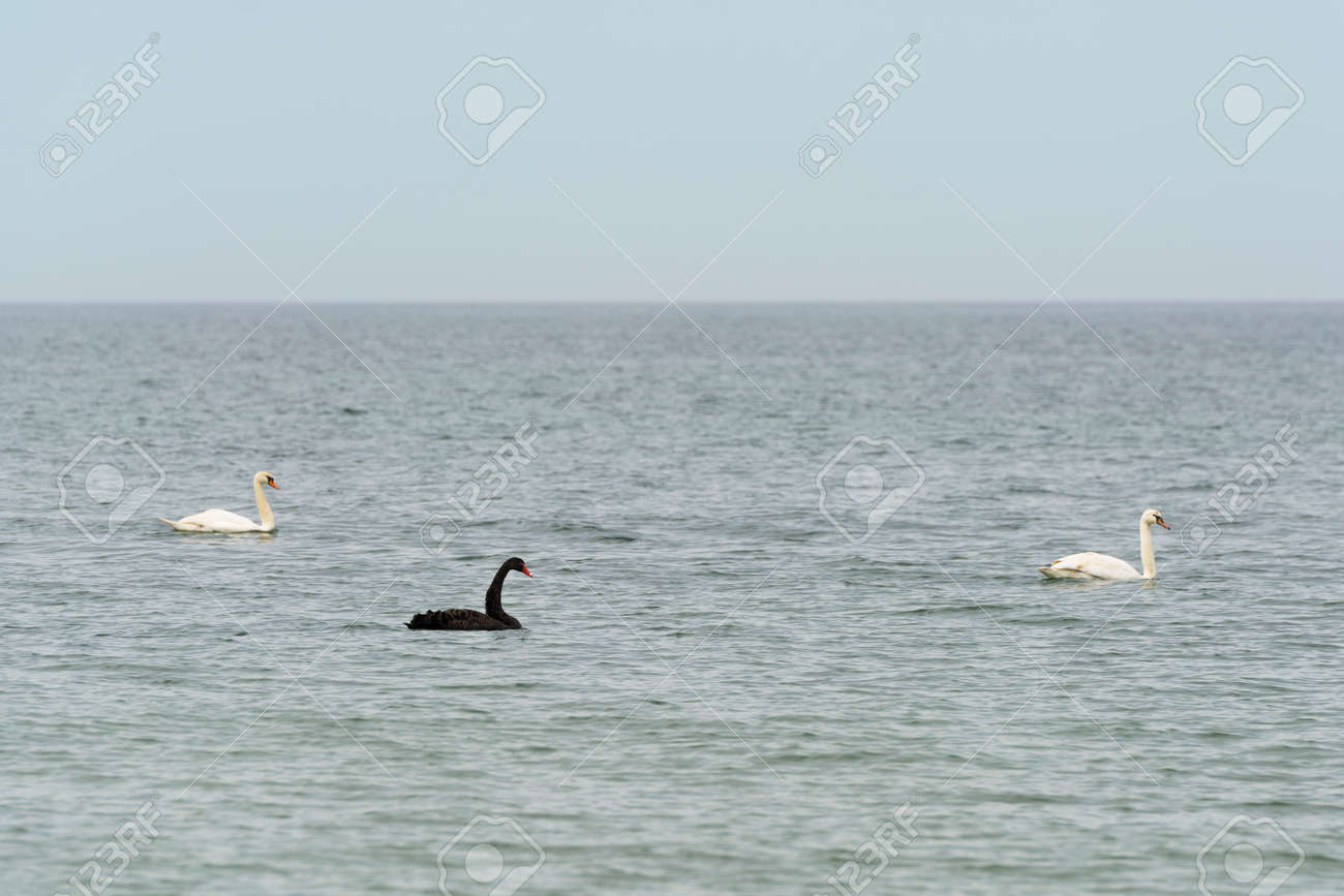 Black swan in natural habitat. Cygnus atratus - 164447691 Black swan in natural habitat. Cygnus atratus - 164447691