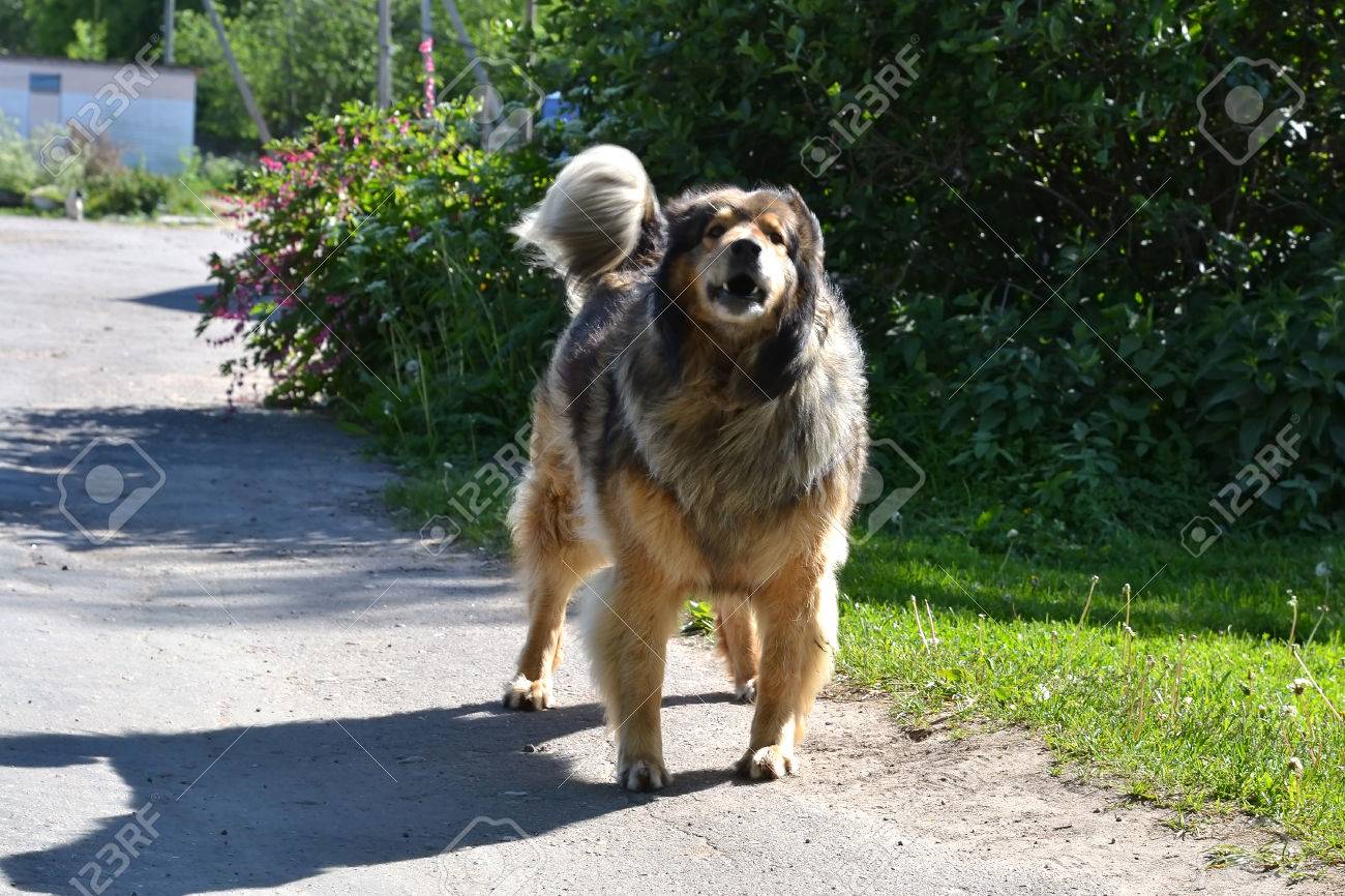 ホームレス犬鳴る歯をむき出して怒っています の写真素材 画像素材 Image