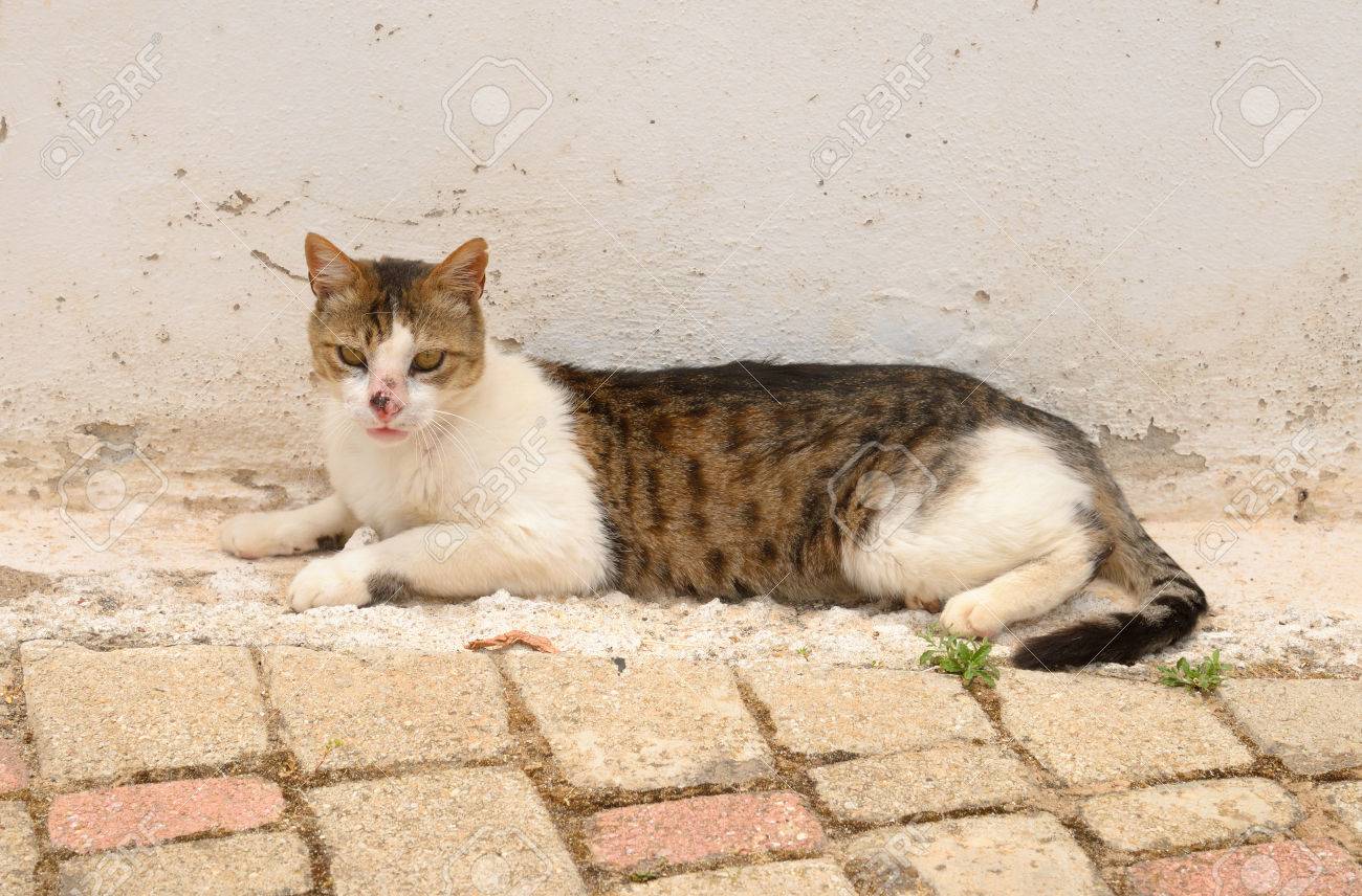 Chat Sans Abri Avec Un Museau Casse Sur La Rue De Hersonissos Crete Grece Banque D Images Et Photos Libres De Droits Image