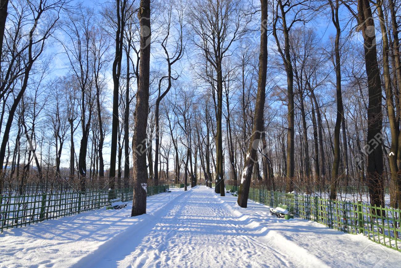 ロシア サンクトペテルブルクの冬の夏の庭の路地 の写真素材 画像素材 Image