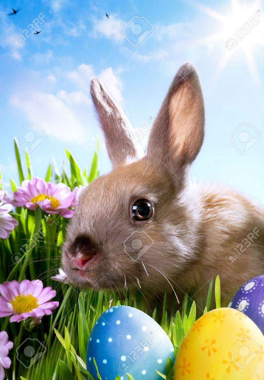 Paques Bebe Lapin Et Oeufs De Paques Banque D Images Et Photos Libres De Droits Image