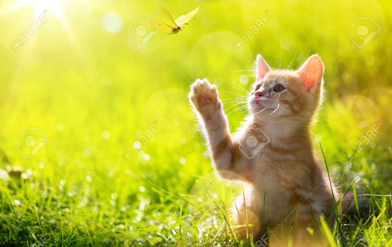 art Young cat / kitten hunting a ladybug with Back Lit - 45612249 art Young cat / kitten hunting a ladybug with Back Lit - 45612249