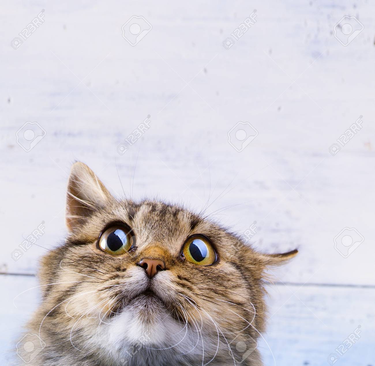 Frightened And Surprised Gray Cat Looking Up With Wide Open Eyes On White Background Stock Photo Picture And Royalty Free Image Image 69524845