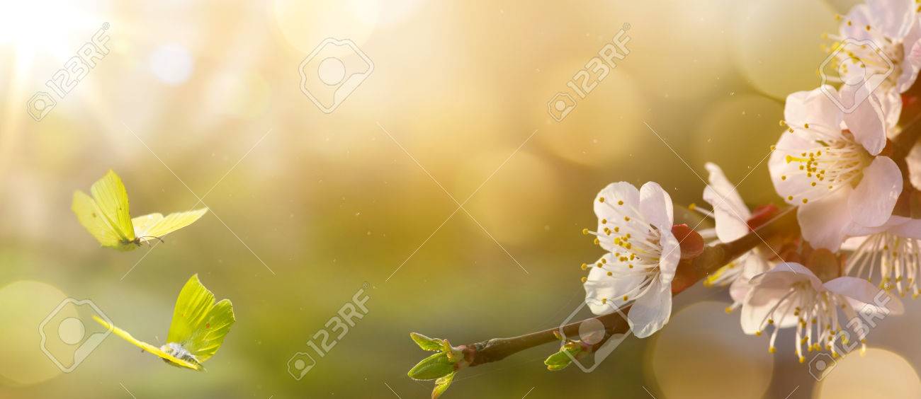 spring flower background easter landscape stock photo picture and