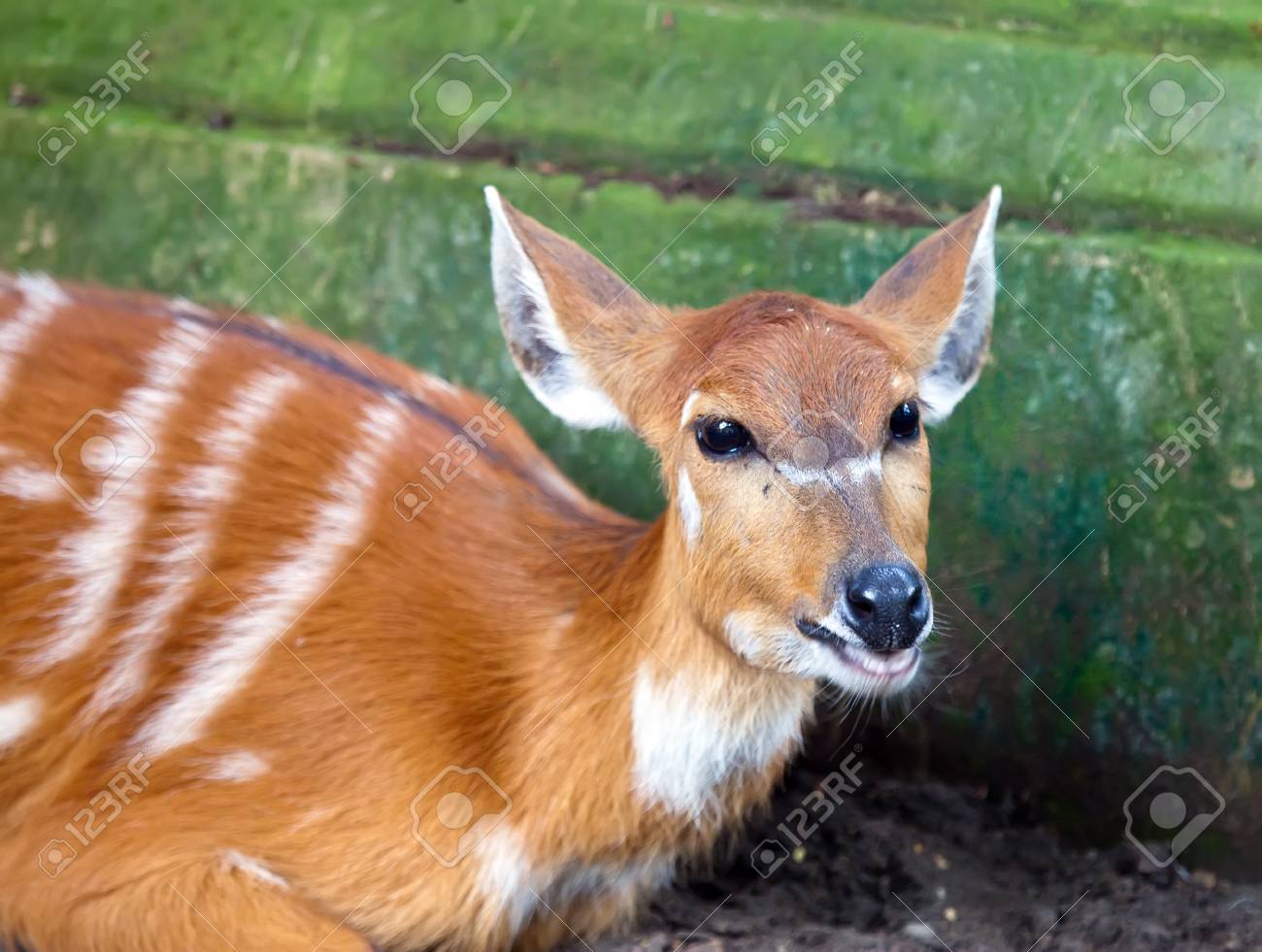 etiam-dictum-ipsum-a-felis