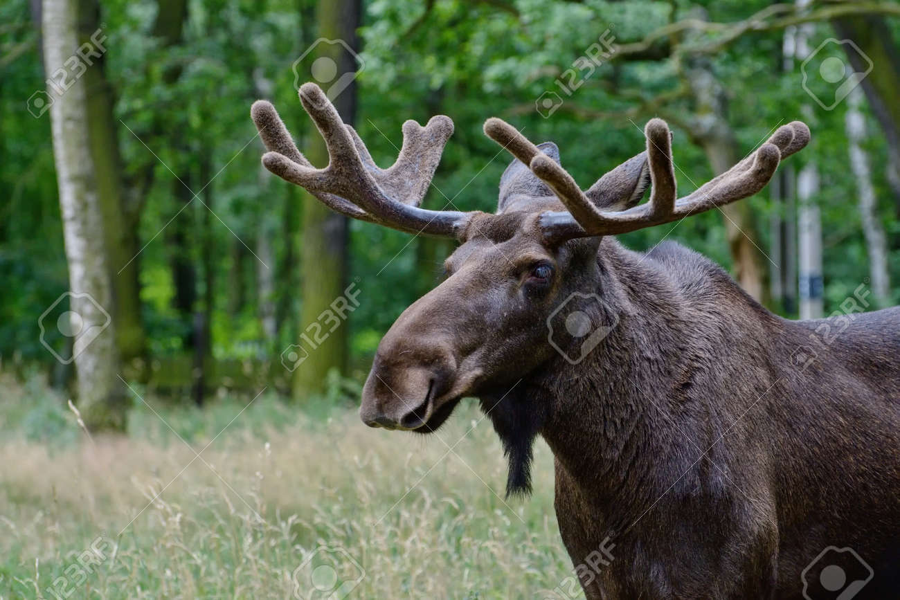 Portrait Of European Moose (Alces Alce). Stock Photo, Picture and Royalty  Free Image. Image 164931187., image size:1300x867
