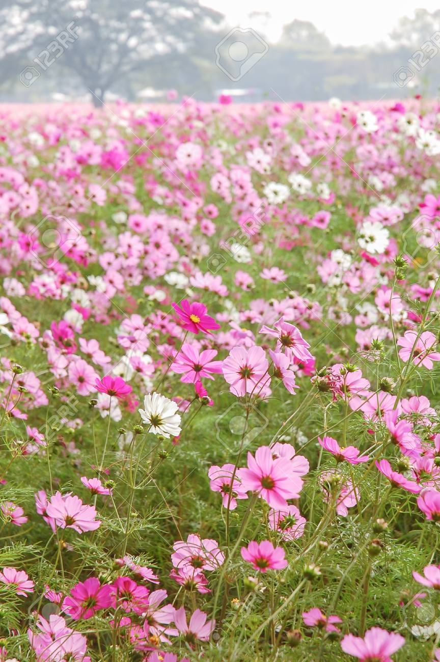 コスモス花畑風背景テクスチャからぼやけ 焦点がぼける の写真素材 画像素材 Image コスモス花畑風背景テクスチャからぼやけ 焦点がぼける の写真素材 画像素材 Image