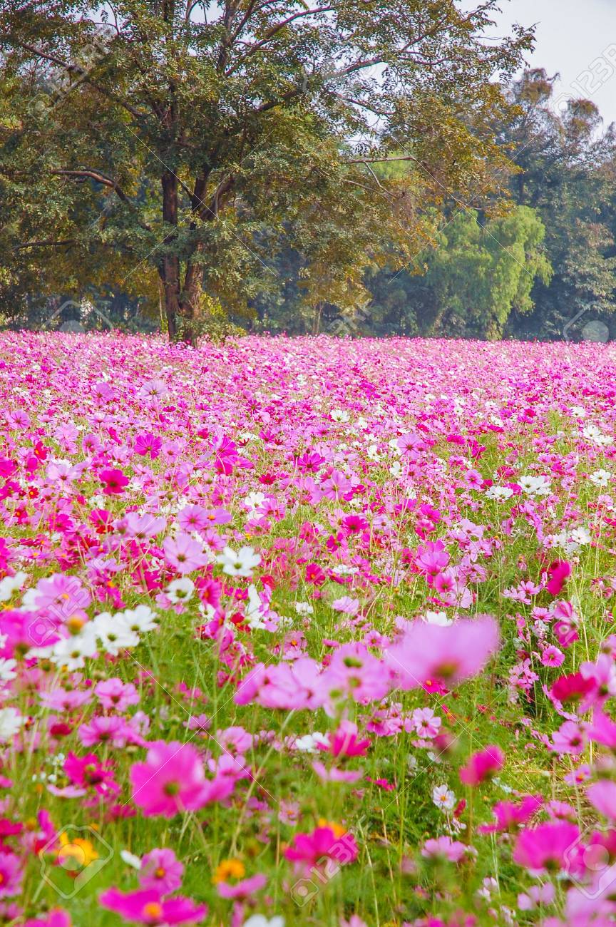 コスモス花畑風背景テクスチャからぼやけ 焦点がぼける の写真素材 画像素材 Image コスモス花畑風背景テクスチャからぼやけ 焦点がぼける の写真素材 画像素材 Image