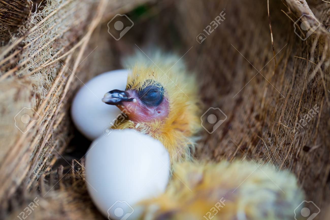 Little Pigeon In The Nest Baby Birds Just Hatching From Egg Startup Concept Stock Photo Picture And Royalty Free Image Image Little Pigeon In The Nest Baby Birds Just Hatching From Egg Startup Concept Stock Photo Picture And Royalty Free Image Image