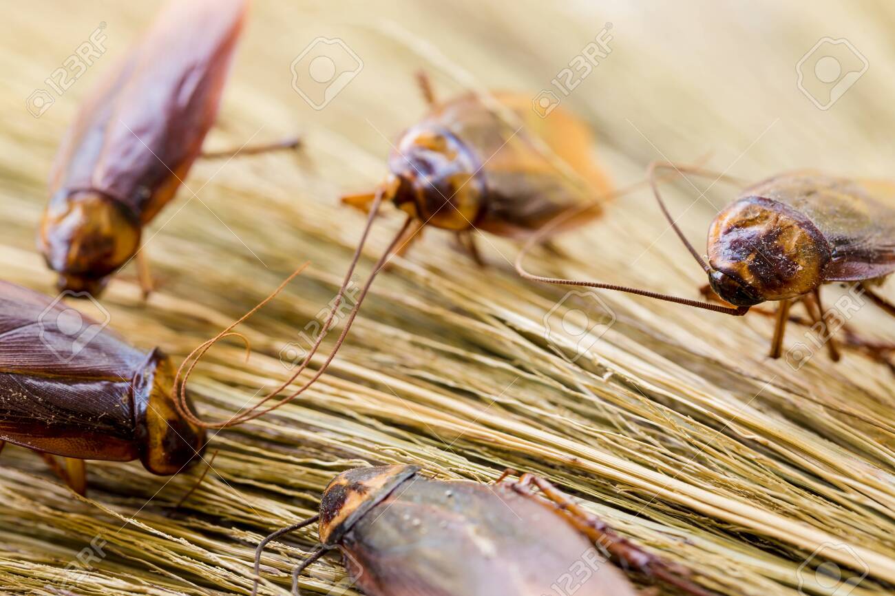 Selective Focus To Cockroach On Brown Broom Cockroaches Crawling Stock Photo