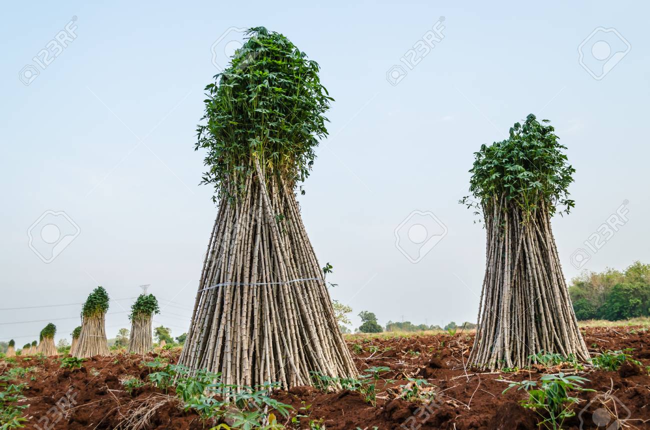 Cassava Oder Maniok Pflanze Feld Junge Pflanze Fur Die Nachste Ernte Vorbereiten Lizenzfreie Fotos Bilder Und Stock Fotografie Image 27817141